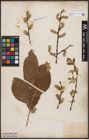 Foto von Salix caprea L.